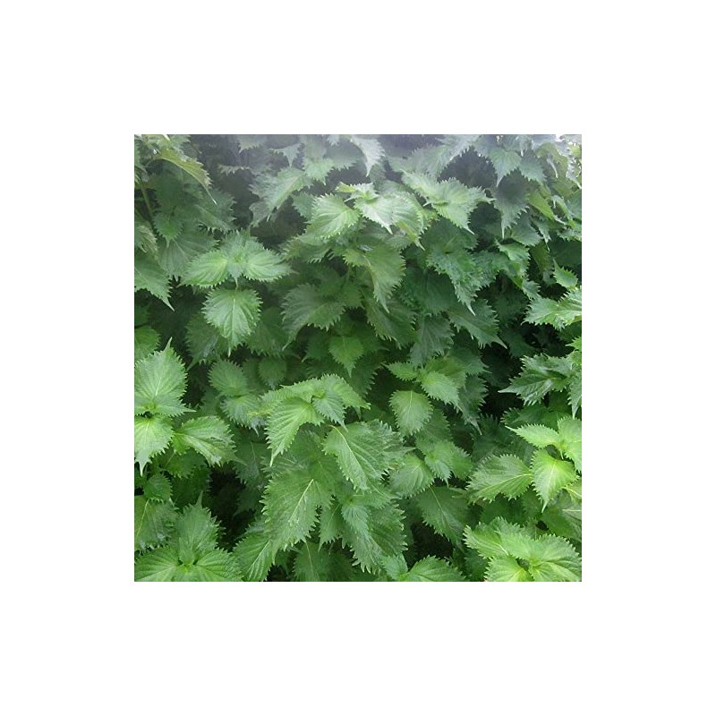 Shiso Herb Gardening Seeds (Perilla) - Green Ohba Ao Shiso