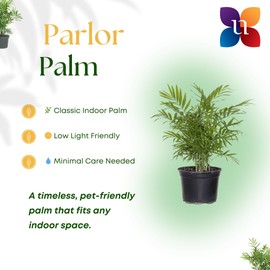 United Nursery Parlor Palm Live Plant 12-16 inches Tall in 6 inch Plant Pot Low Light Easy Care House Plant Air Purifying Tropical Greenery for Office, Home Decor