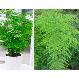 20+ Fern Plant Seeds Rare Perennial Asparagus Garden Plants