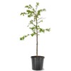 Generic Cherry Flowering Tree, 5 gal. (Yoshino), Green