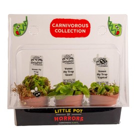 Costa Farms Live Venus Flytrap, Carnivorous Plant Collection (3-Pack), Natural Indoor Pest Control, Exotic Predator Plants, Unique Home Decor