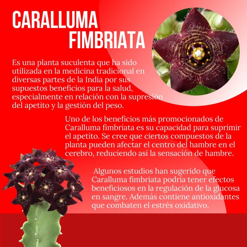 Suplemento Sper Reductivo Intenso 90 Cpsulas Sin Sabor