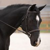 KL Select Black Oak Cyprus Hunter Bridle Horse (Cob)