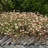 Outsidepride Erigeron Karvinskianus - 1000 Seeds