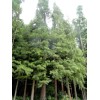 The Jonsteen Company Pond Cypress | Medium Tree Seedling |