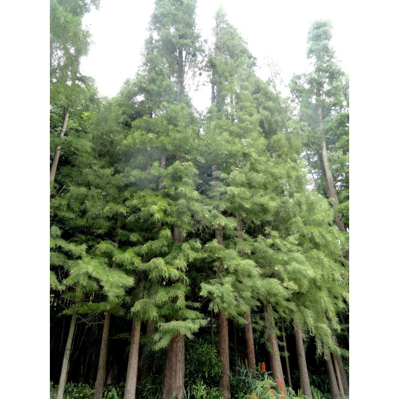 The Jonsteen Company Pond Cypress | Medium Tree Seedling |