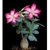 'Desert Rose' Plant - Natural Bonsai - Adenium obesum -