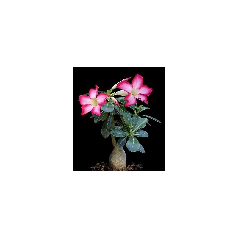 'Desert Rose' Plant - Natural Bonsai - Adenium obesum -