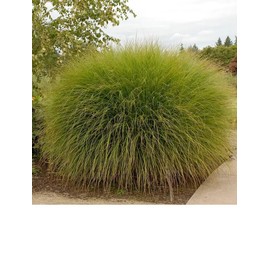 Miscanthus Gracillimus Ornamental Grass 12-18" in Height in a #3 Container