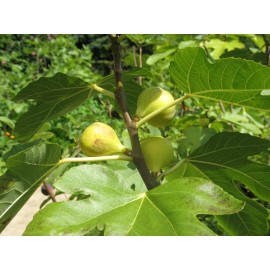 Ficus RARE!! Brooklyn White Fig - 2 Cuttings - PLUS WILLOW WATER FOR ROOTING!!