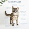 The Cat Ladies Cat Grass Refill Kit 100% Organic 3