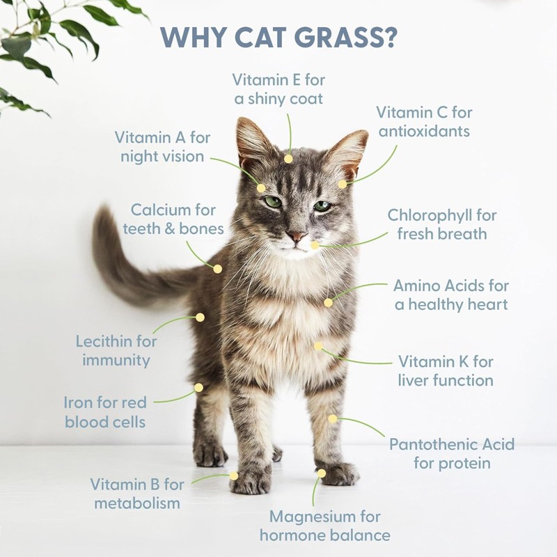 The Cat Ladies Cat Grass Refill Kit 100% Organic 3
