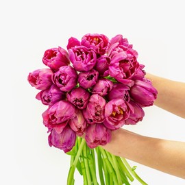 BloomsyBox: Bouquet Purple Peony Tulips- Big | 25 stems, Large Fresh flowers from Netherlands, purple petals, Fresh Cut Tulips, Easy To Care | Care Card & Flower Food Included