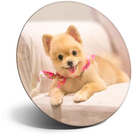 Destination Vinyl ltd Magnet for Refrigerator, Fridge - Cute Pomeranian Dog Puppy for Office, Cabinet and Whiteboard, Magnetic Stickers, 21423