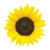 Burpee Jua Maya Hybrid Sunflower Seeds 45 seeds