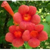 Classy Groundcovers, Trumpet Creeper, Cow Itch Vine, Hummingbird Vine, Trumpet