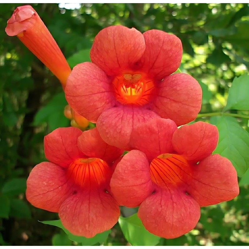Classy Groundcovers, Trumpet Creeper, Cow Itch Vine, Hummingbird Vine, Trumpet