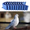 CLSSLVVBN 10x Easy To And Operate Pigeons Stand Set For