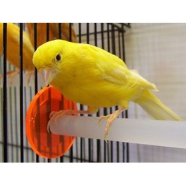 Feathered Phonics Volume 7: Teach Your Canary to Sing - Special Edition with FREE Perch!