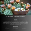 LaPew Cactus Flower Blossom Bundle – Carpet Deodorizer Powder &