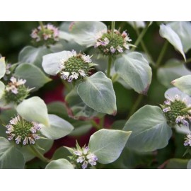 Sacred Roots Nursery Mountain Mint - Pycnanthemum muticum- Live Starter Plant- FREE SHIPPING!!!