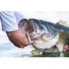 PowerBait The Champ Minnow HD Bluegill 3.4in | 8.5cm