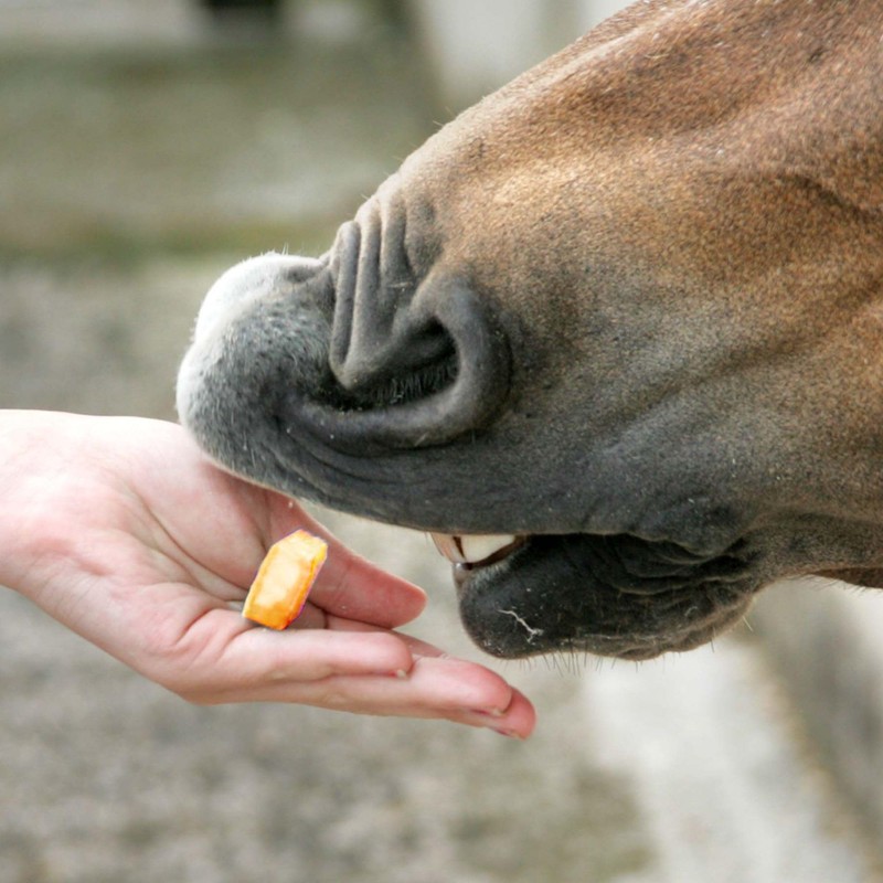 Likit Treat Bar 90g | Great Horse Treat for Training