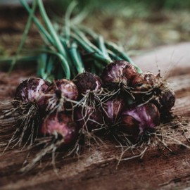 Red Burgundy Onion - 100 Seeds - Short-Day Onion, Non-GMO, Heirloom Red Onion Seeds for Planting in The Home Garden, Thresh Seed Company