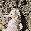 Vivid Arts - Seahorse Hanging Ornament - Indoor Outdoor (2,