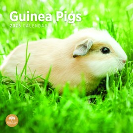 2025 Guinea Pigs Monthly Wall Calendar by Bright Day, 12 x 12 Inch Cute Nature Photography Gift