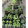 CJGQ CJGQ 2 Pack Fabric Raised Garden Bed 6x3x1ft Garden