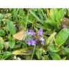 Flawn Seed Kits Bee Lawn Seed Kit, Dutch White Clover