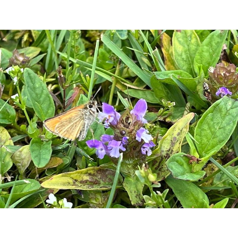 Flawn Seed Kits Bee Lawn Seed Kit, Dutch White Clover