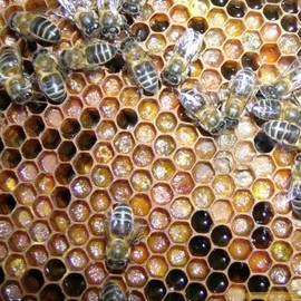LA TIA TRINI | Crema de propóleo | Hecha con Cera de abeja | Cicatrizante | Vitamina A | Quemaduras | Raspones | Rozaduras de bebé | Nutre | Rejuvenece | Producción de colágeno | Frasco 60g