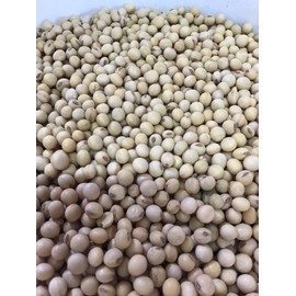 Unbranded 30 LBS Soybean Seed For Food Plot, Deer, Turkey, Rabbit, Wildlife, Livestock