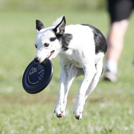 Hyperflite Pup Jawz Dog Flying Disc (90g) • World's Toughest Canine Competition-Approved Flying Disc • Best Competition Flying Disc Toy for Pets • Puncture-Resistant • Anti-Glare • 7 Inch • Black