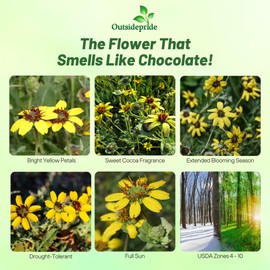 Outsidepride Chocolate Flower Scented Daisy Seeds for Planting – 100 Pcs. Perennial Wildflower Seeds, Low Maintenance, Highly Adaptable, Fragrant Flowers for Gardens & Party FavorsParty Favors