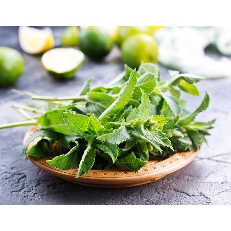 300+ Mint Seeds for Planting Mentha Non-GMO Herb Variety for