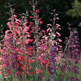 Park Seed Twizzle Mix Penstemon Seeds, Includes 25 Seeds in a Pack