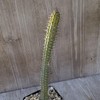 Euphorbia baioensis Cacti Cactus Succulent Real Live Plant