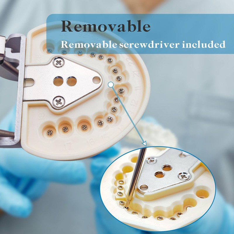 Typodont Teeth Model with Removable Teeth,Dental Tooth Model Suitable for