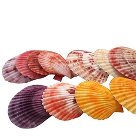 Julie Wang 20 Pieces Colorful Seashells Decorations Nautical Scallop Shells Crafts Decor