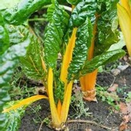 Swiss Chard Garden Seeds - Yellow - 4 Oz - Non-GMO Vegetable Gardening & Microgreens Seeds