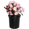 Rhododendron 'Mardi Gras' (Rhododendron) Evergreen, pale pink flowers, #2 -