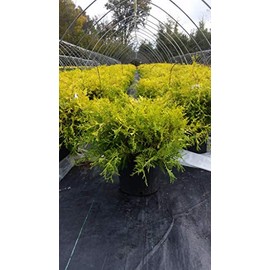 Green Promise Farms CHAMAECYPARIS PISIFERA `Vintage (Cypress) Evergreen, 3-Size Container, Gold Foliage