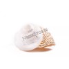 Mexican Turbo Sea Shell Beach Craft Hermit Crab 1 1/2"
