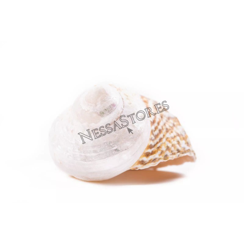 Mexican Turbo Sea Shell Beach Craft Hermit Crab 1 1/2"