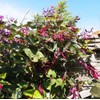 15PCS Purple Hyacinth Bean Seeds Dolichos Lablab Climbing Vine Non-GMO