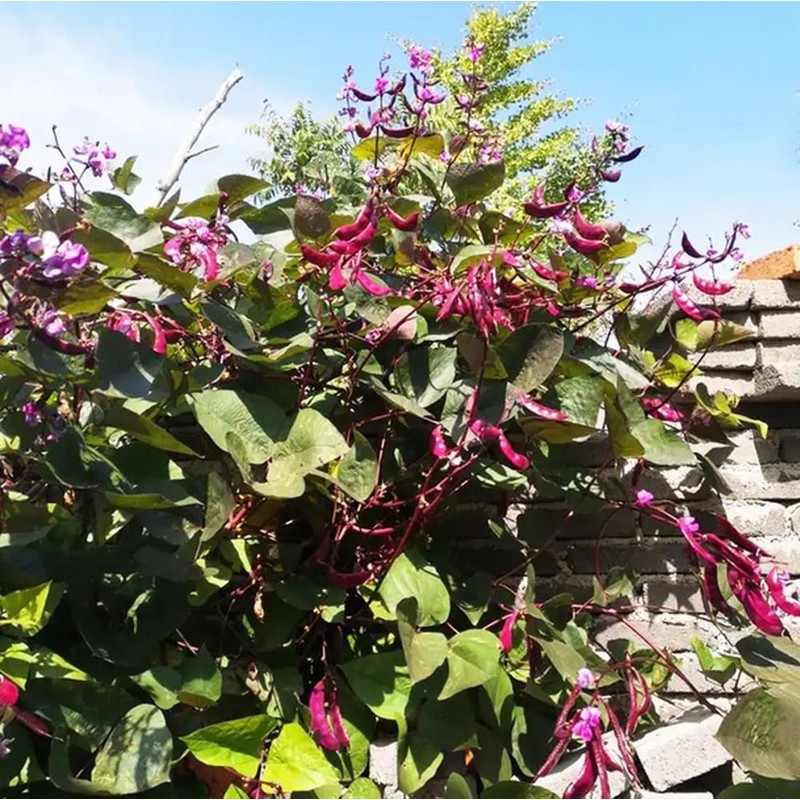 15PCS Purple Hyacinth Bean Seeds Dolichos Lablab Climbing Vine Non-GMO
