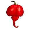 Trinidad Moruga Scorpion Pepper Seeds! 10 Seeds! Burning Hot! Comb. S/H!